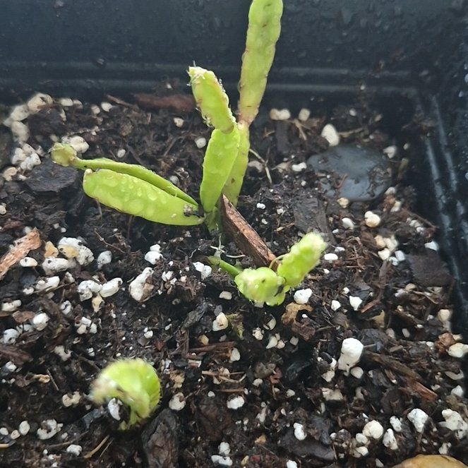 Photo of the plant species Lepismium cruciforme by @PlantMomm1 named Gizmo the Mogwi on Greg, the plant care app