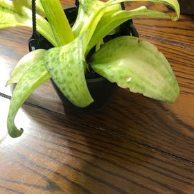 Photo of the plant species Variegated Leopard Lily by @EagerZebrina34 named Athena on Greg, the plant care app