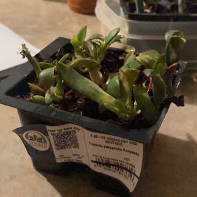 Photo of the plant species Crassula 'Burgundy' by @GladVoodoolily named Achilles on Greg, the plant care app