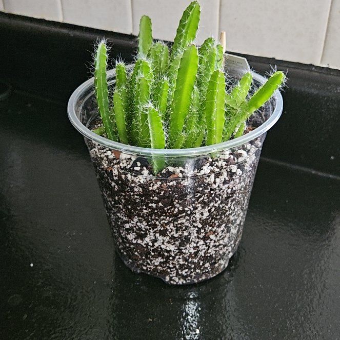 Photo of the plant species Macho Milano by @WellreadPecan named Dolores on Greg, the plant care app