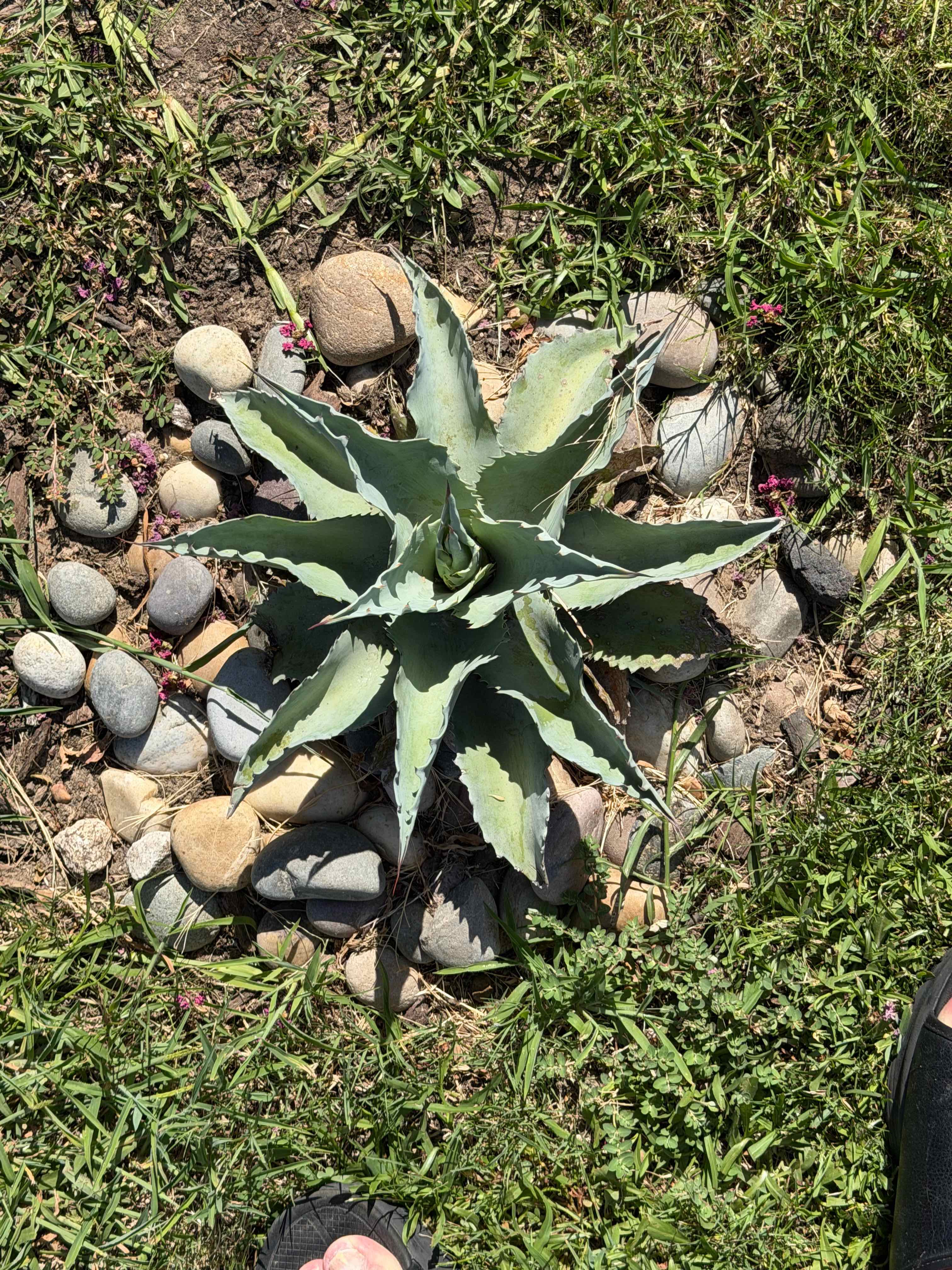 Photo of the plant species Whales tongue agave by @FancyBlueoak29 named Mage on Greg, the plant care app