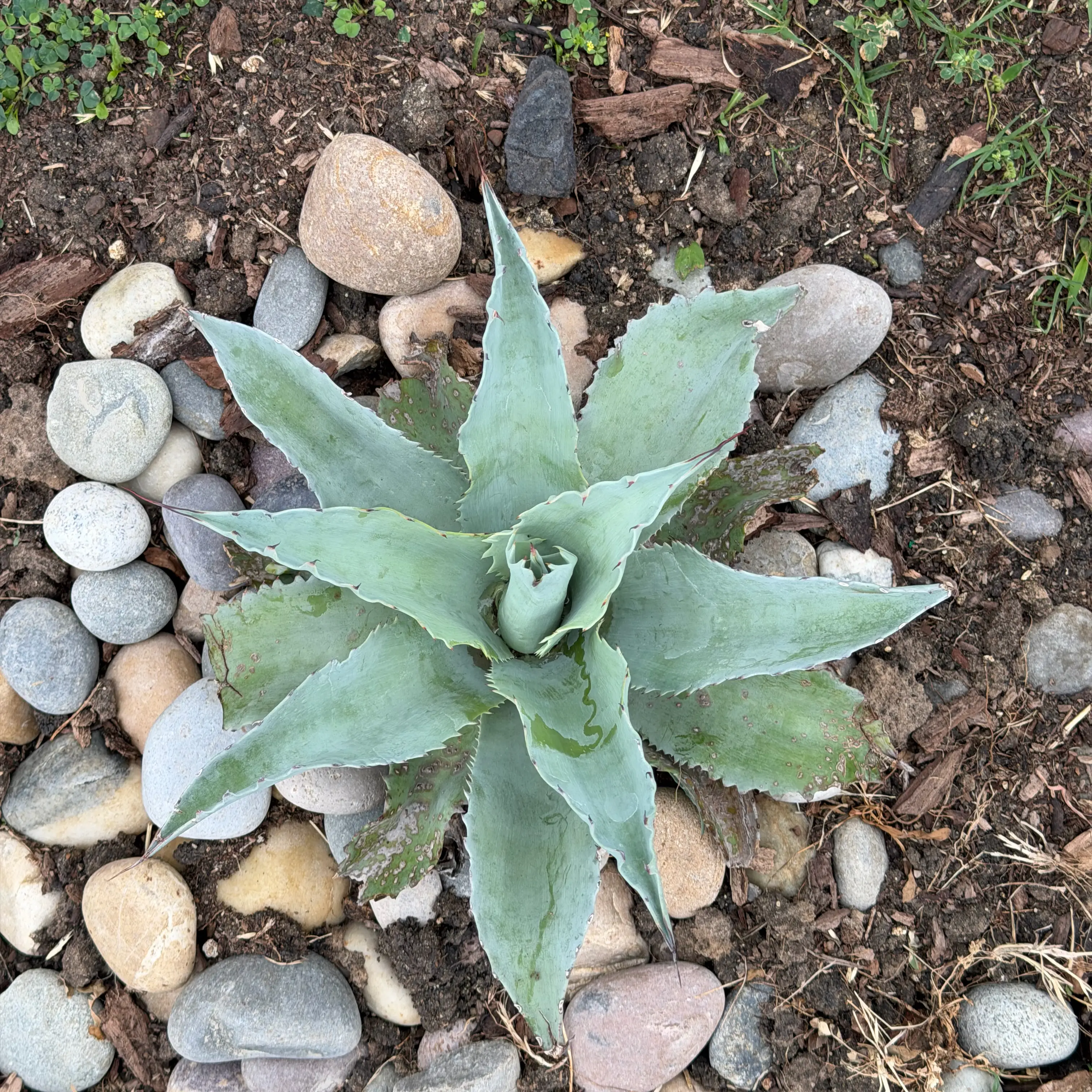 Photo of the plant species Whales tongue agave by @FancyBlueoak29 named Mage on Greg, the plant care app