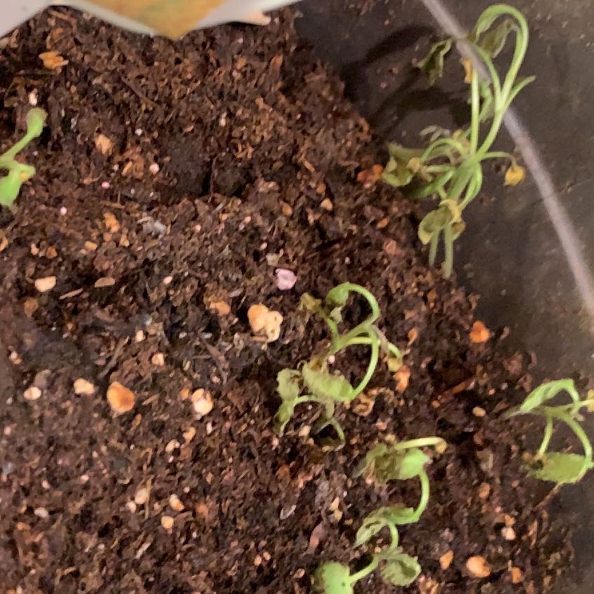 Photo of the plant species Sage by @LivelyCherimoya named Sonora on Greg, the plant care app