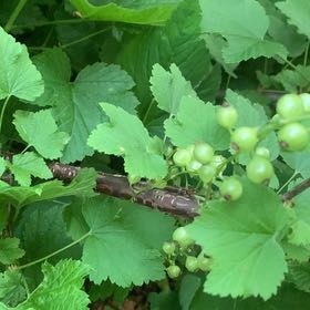 Photo of the plant species Red Currant by @LivelyCherimoya named Eva on Greg, the plant care app