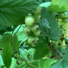 Photo of the plant species Red Currant by @LivelyCherimoya named Madonna on Greg, the plant care app