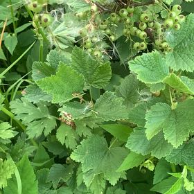 Photo of the plant species Red Currant by @LivelyCherimoya named Girlfrond on Greg, the plant care app