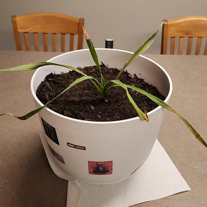 Photo of the plant species Rattlesnake Master by @SweetRubbertree named Zion on Greg, the plant care app