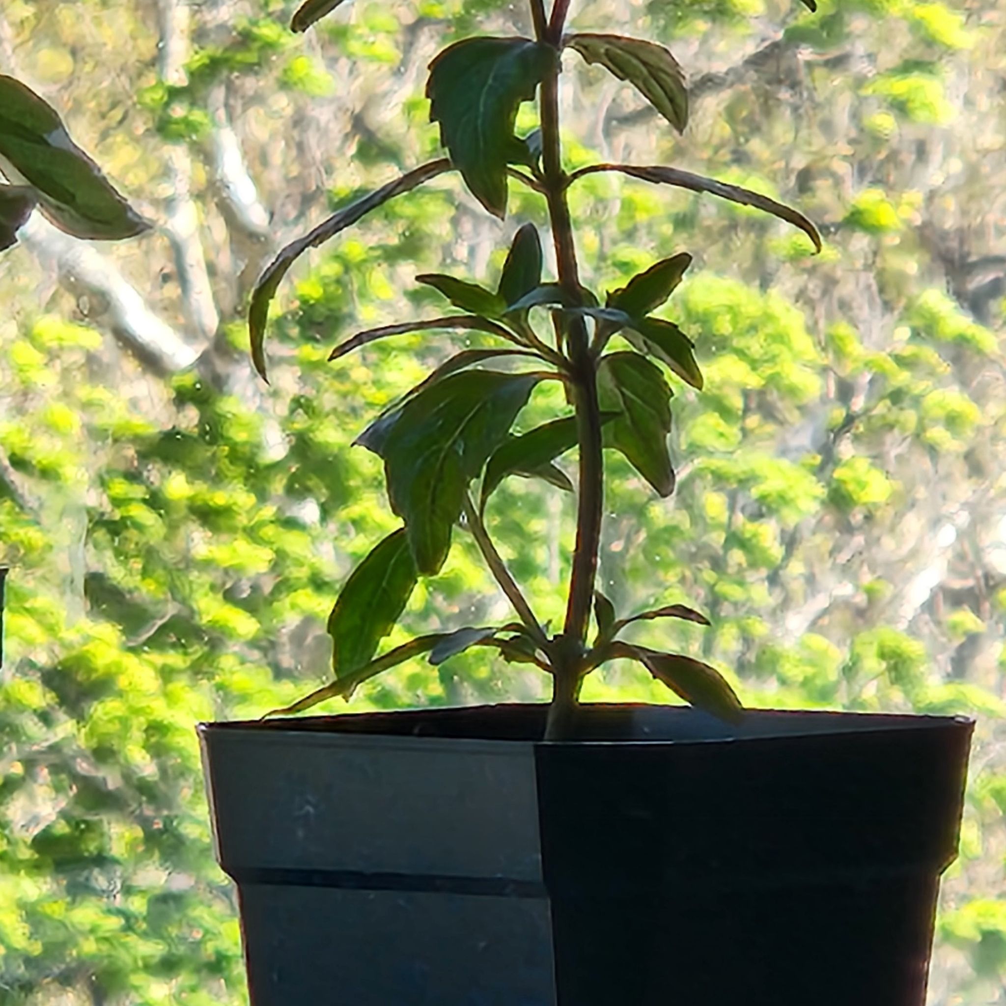 Photo of the plant species Cat's Whiskers by @SweetRubbertree named Coco on Greg, the plant care app