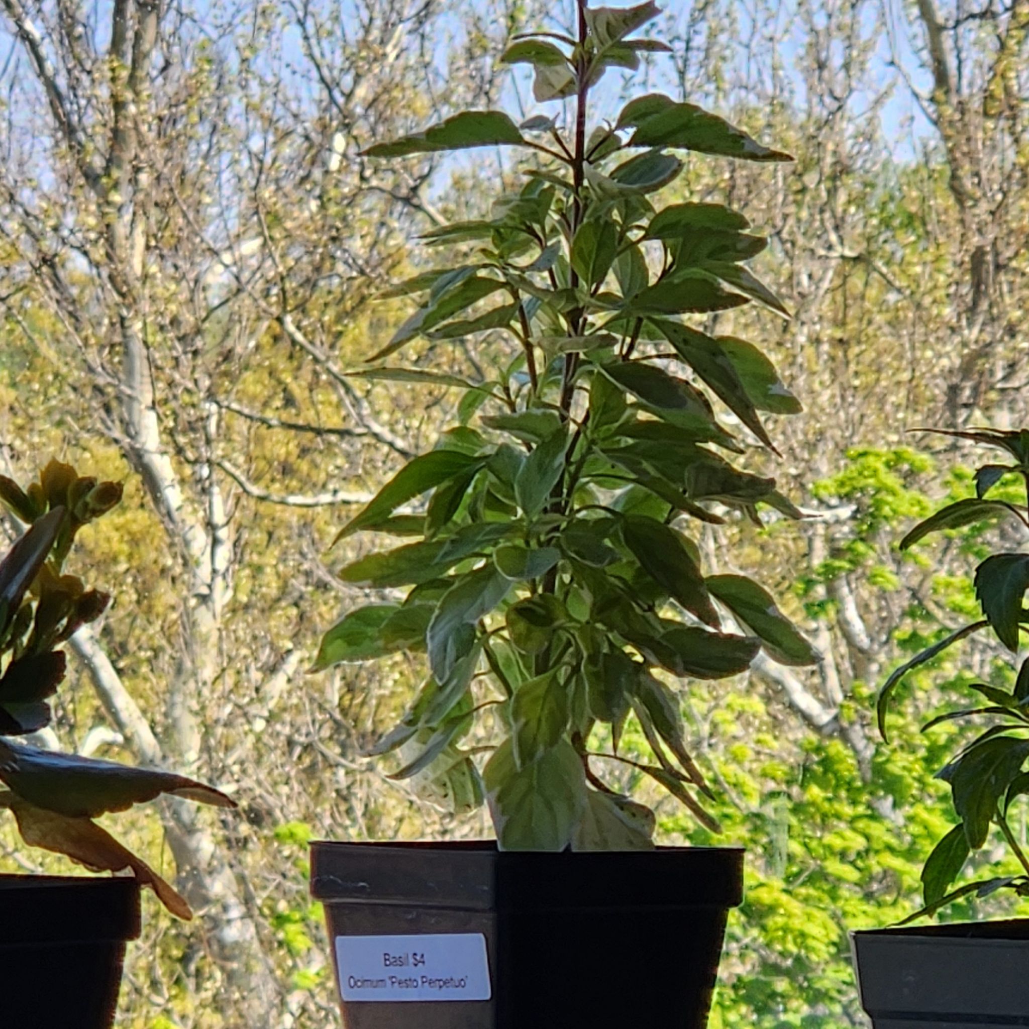 Photo of the plant species Pesto Perpetuo Basil by @SweetRubbertree named Cleopatra on Greg, the plant care app