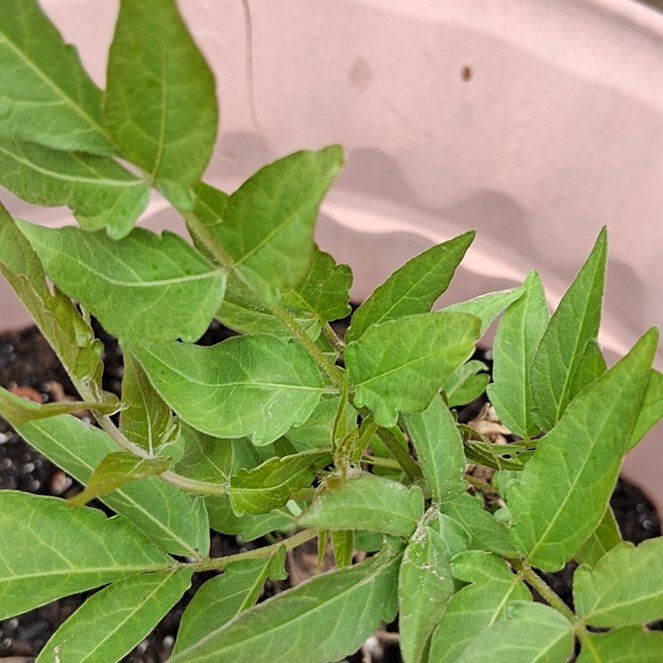 Photo of the plant species Tree-of-Heaven by @PrimoJellybeans named Sahara on Greg, the plant care app