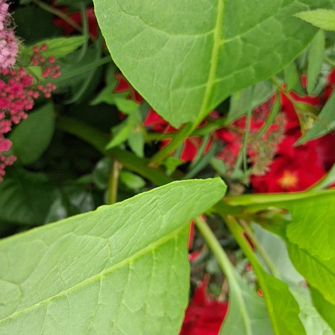Photo of the plant species Indian Pokeweed by @PrimoJellybeans named Maya on Greg, the plant care app