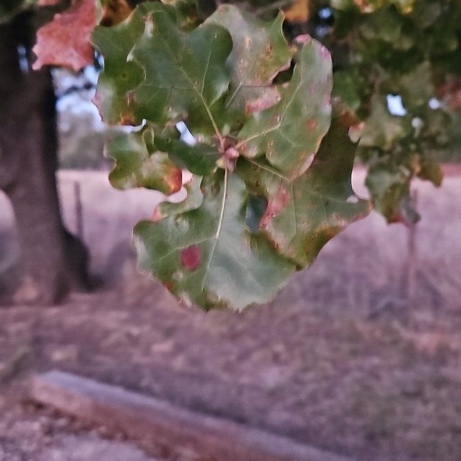 Photo of the plant species Coast Live Oak by @ProudlyLukiwan named Remington on Greg, the plant care app