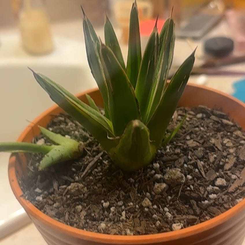Photo of the plant species King of the Agaves by @FinestIsepepper named Ulysses S Plant on Greg, the plant care app