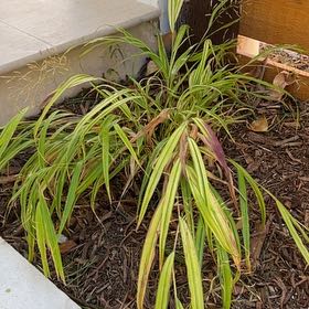 Photo of the plant species Hakone Grass 'Aureola' by @ReallyApplemoss named Madonna on Greg, the plant care app