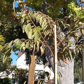 Photo of the plant species Akebono Cherry by @ReallyApplemoss named Ronaldo on Greg, the plant care app