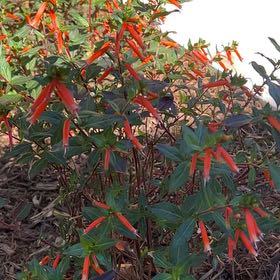 Photo of the plant species David Verity Cuphea by @ReallyApplemoss named Gates on Greg, the plant care app