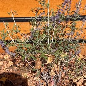 Photo of the plant species Perovskia atriplicifolia by @ReallyApplemoss named 鼠尾草 on Greg, the plant care app