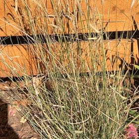 Photo of the plant species Blue Grama by @ReallyApplemoss named Sir Plancelot on Greg, the plant care app
