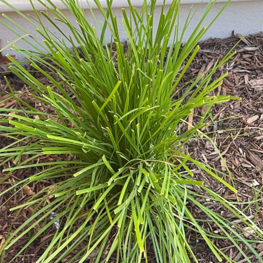 Photo of the plant species Spiny-Head Mat-Rush by @ReallyApplemoss named Terra on Greg, the plant care app