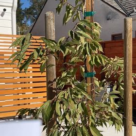 Photo of the plant species Akebono Cherry by @ReallyApplemoss named Orwell on Greg, the plant care app