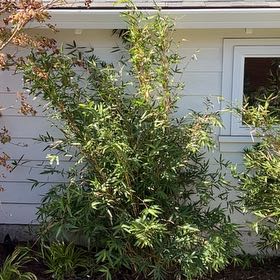 Photo of the plant species Bambusa multiplex 'Alphonse Karr' by @ReallyApplemoss named Bella on Greg, the plant care app