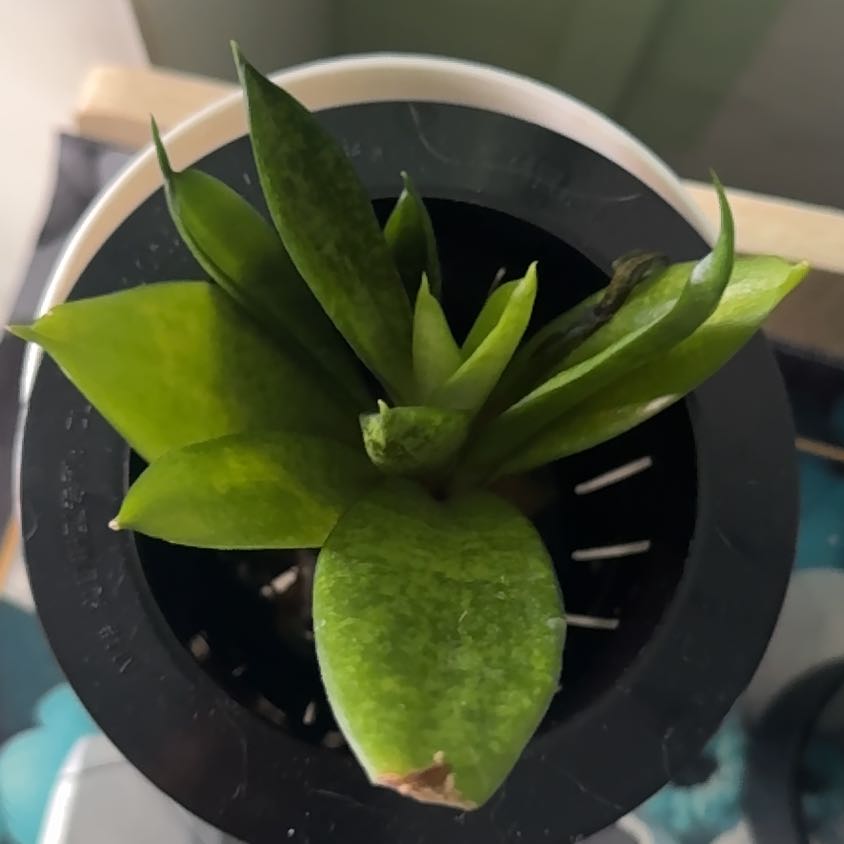 Photo of the plant species Futura Robusta Snake Plant by @SkillfulMakura named Baby cutie on Greg, the plant care app
