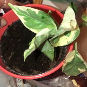 Photo of the plant species Chinese Evergreen by @DevotedPansy72 named Fernie Mercury on Greg, the plant care app