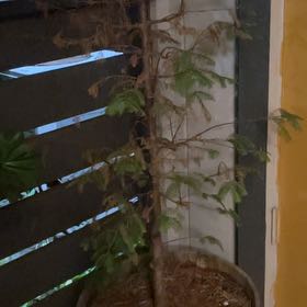 Photo of the plant species Bonsai Dawn Redwood by @SassyNoblefir named Bigleef Smalls on Greg, the plant care app