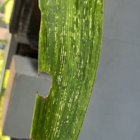 Photo of the plant species Witch-Grass by @RadGulfskullcap named Captain Plant-it on Greg, the plant care app