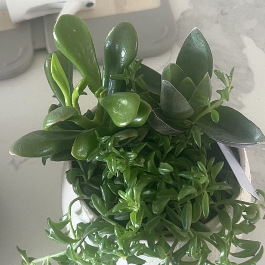 Photo of the plant species Gregory by @BestVelvetweed named Captain Plant-it on Greg, the plant care app
