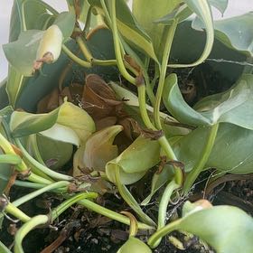 Photo of the plant species Common Water-Hyacinth by @RadPossumgrape named Madonna on Greg, the plant care app