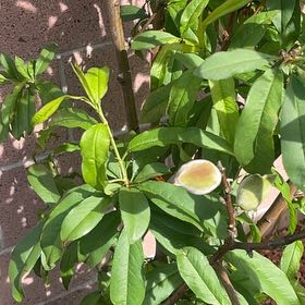 Photo of the plant species Peach Tree by @RadPossumgrape named Tree Diddy on Greg, the plant care app