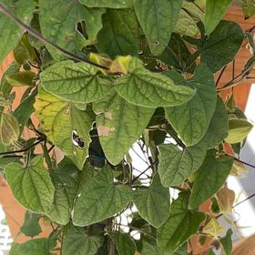 Photo of the plant species Blackeyed Susan Vine by @RadPossumgrape named Girlfrond on Greg, the plant care app