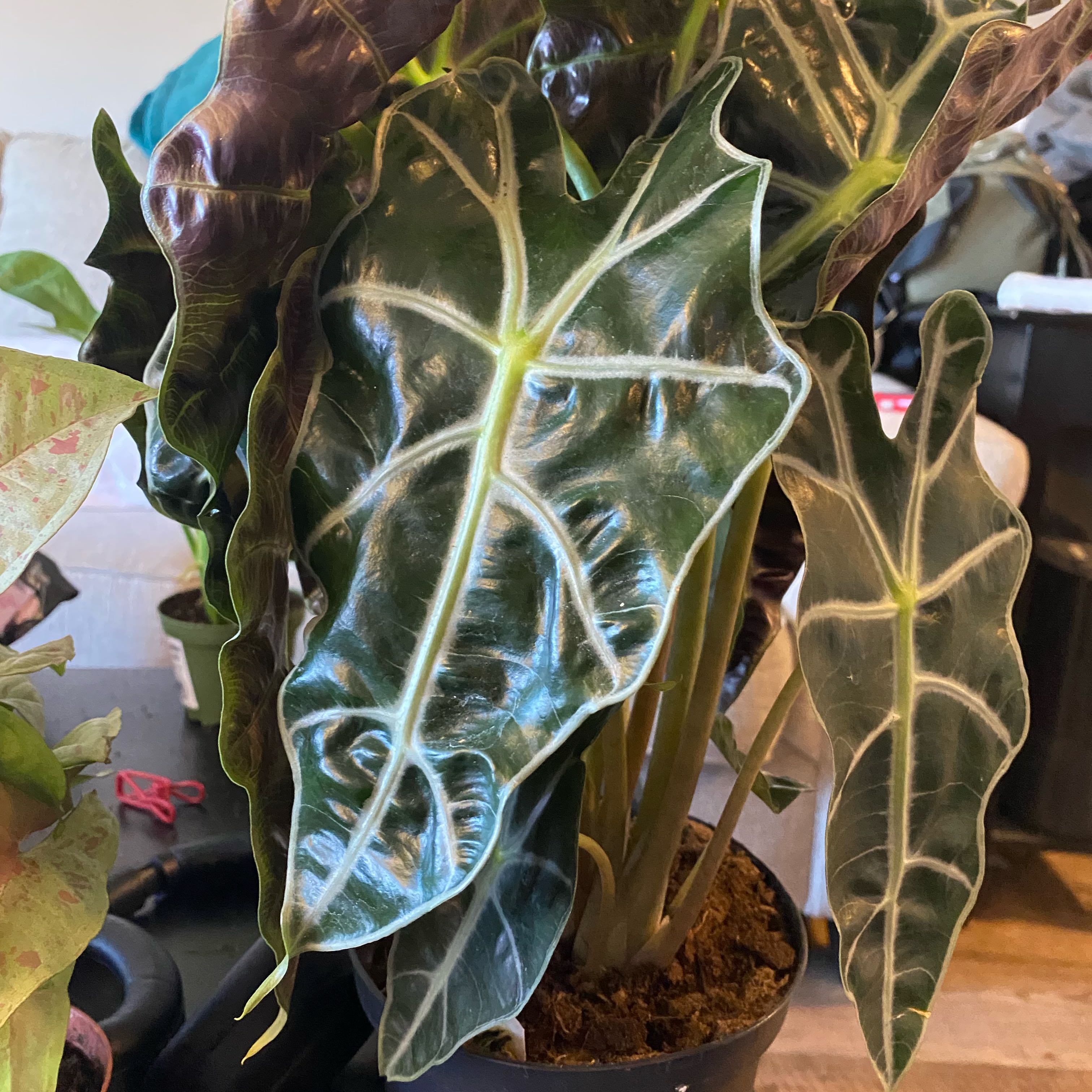 Photo of the plant species african mask by @EnlivenedTozzia named Austen on Greg, the plant care app