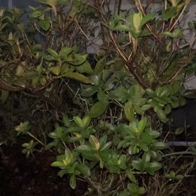 Photo of the plant species Azalea by @FormallyTipa named da Vinci on Greg, the plant care app