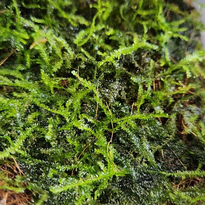 Photo of the plant species Java Moss by @PerkyLarkspur named Marley on Greg, the plant care app