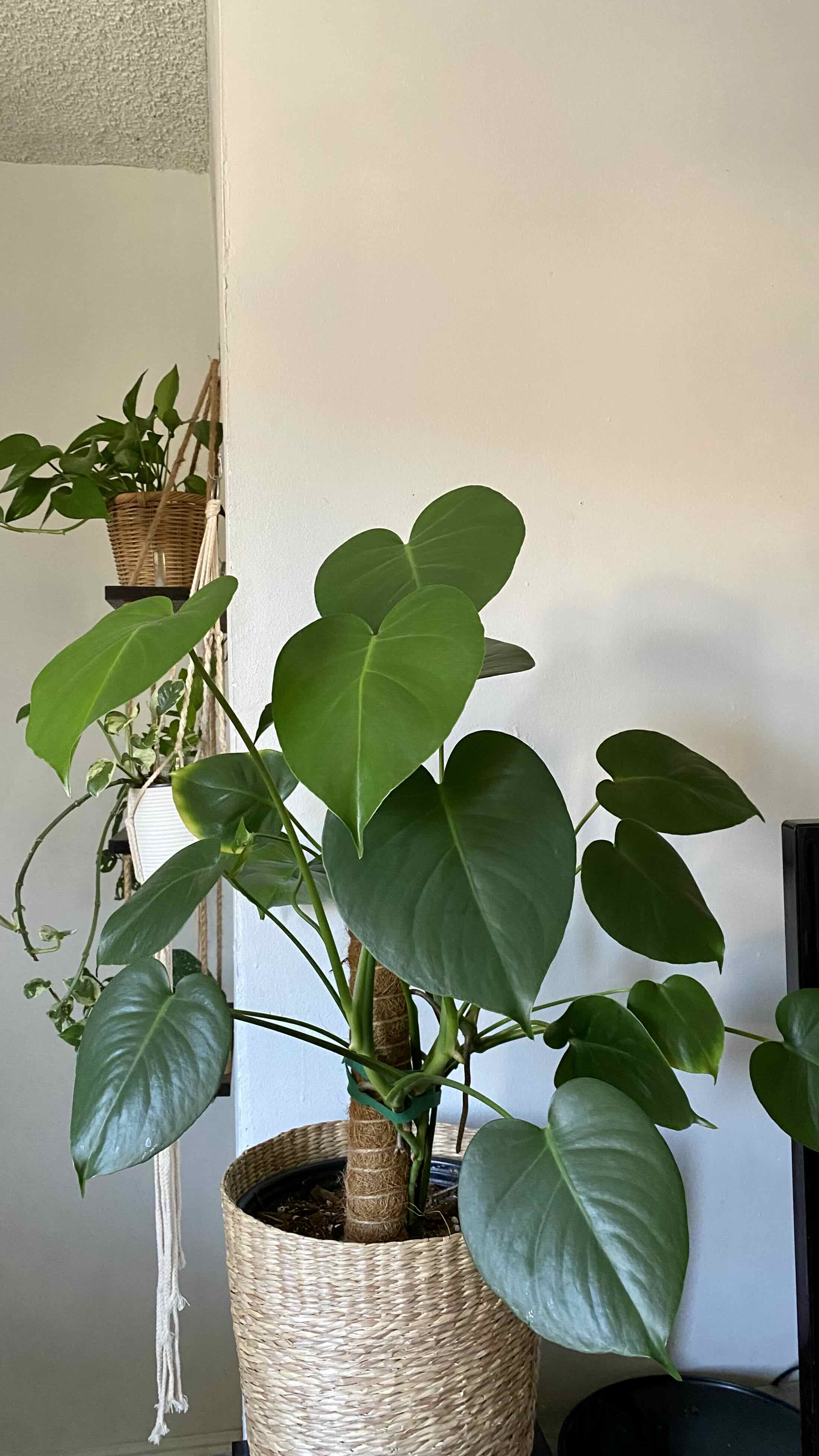 Monstera plant photo by @Honeyharbin named Cleopatra on Greg, the plant care app.