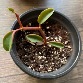 Ruby Glow Peperomia plant in Somewhere on Earth