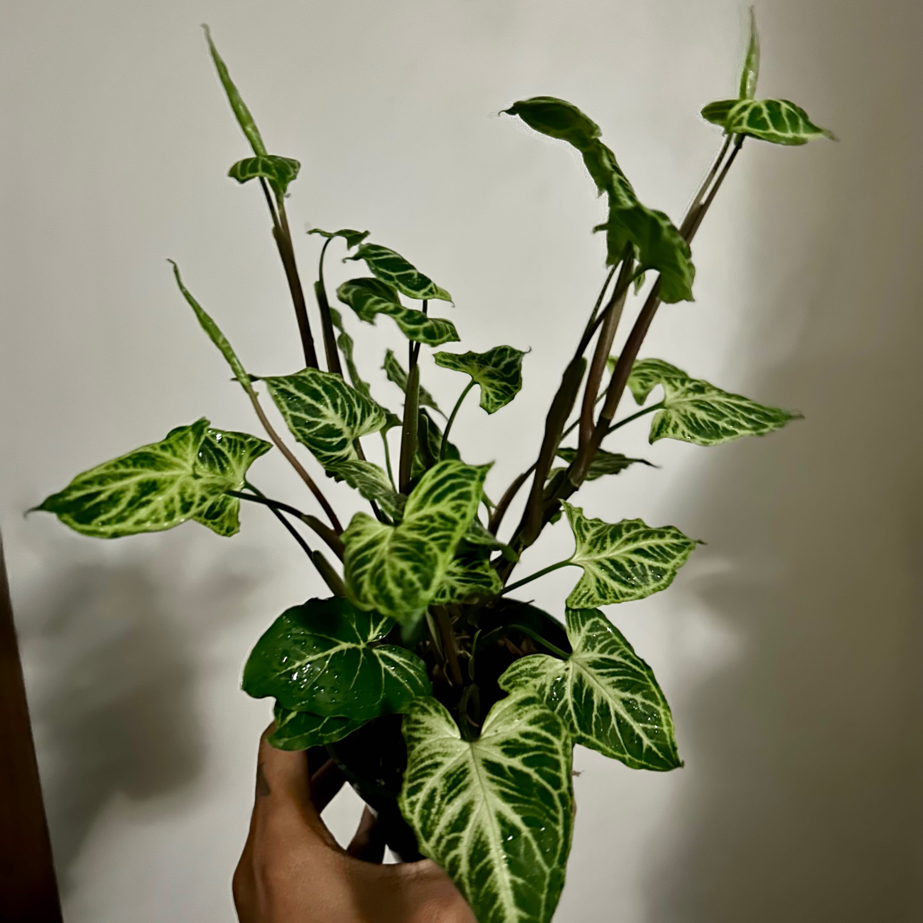 Syngonium 'Batik' plant with variegated leaves, held by a hand.