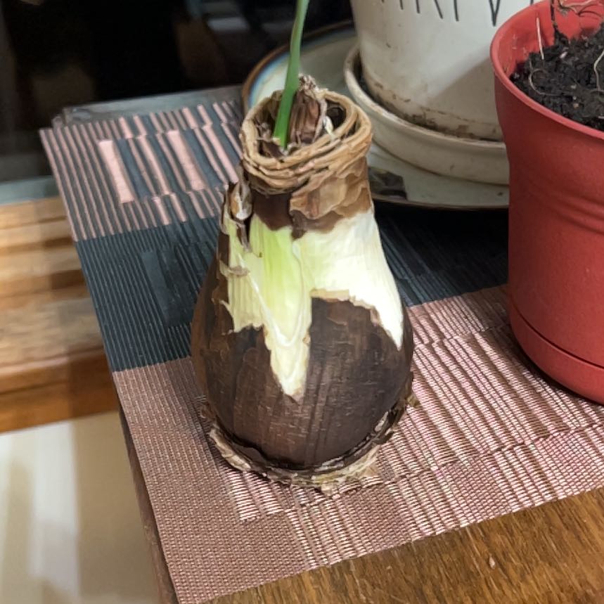 Photo of the plant species Amorphophallus konjac ‘Nightstick’ by @SnazzyMakole named Athena on Greg, the plant care app