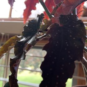 Photo of the plant species Pink mink begonia by @SnazzyMakole named Queen on Greg, the plant care app