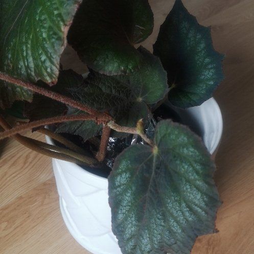 Photo of the plant species Begonia taconite by @BrawnyLeadplant named Sonora on Greg, the plant care app