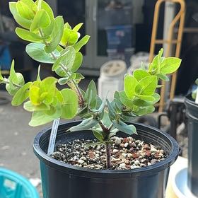 Photo of the plant species Alameda Manzanita by @FitAssamtea50 named Artemis on Greg, the plant care app