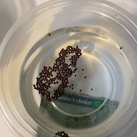 Photo of the plant species Mustard Shrub by @Plants4daysbro named Winston on Greg, the plant care app