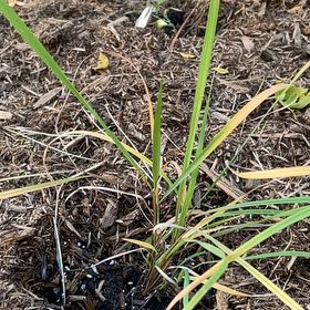 Photo of the plant species Yellow Indian Grass by @HumbleAnacua named Marilyn on Greg, the plant care app