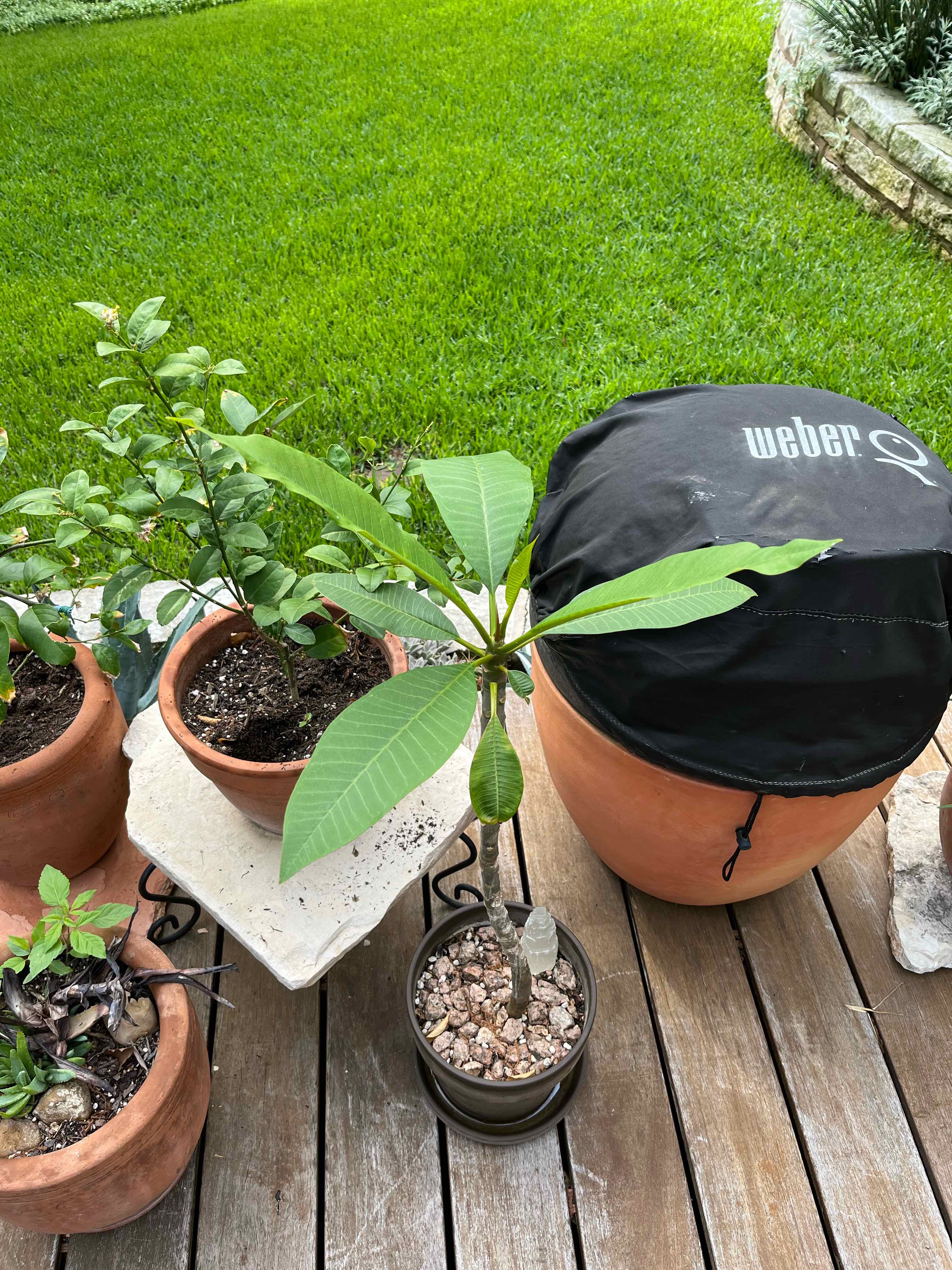 Red Frangipani plant in a pot on a wooden deck, appears healthy with green leaves.