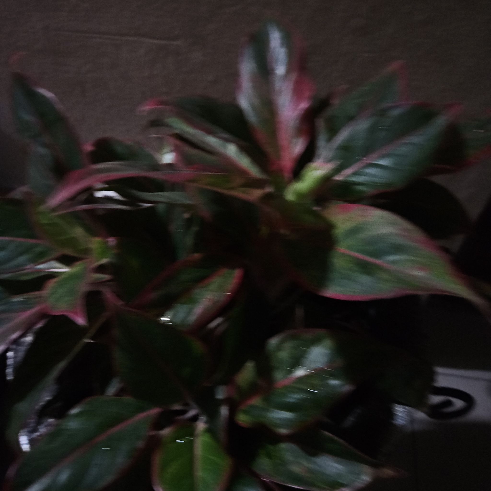Photo of the plant species Aglanema red valentine by @EternalQuincula named Miley on Greg, the plant care app