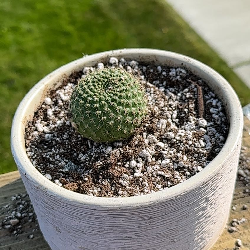Photo of the plant species Rebutia krainziana by @FreshCrownvetch named Rihanna on Greg, the plant care app