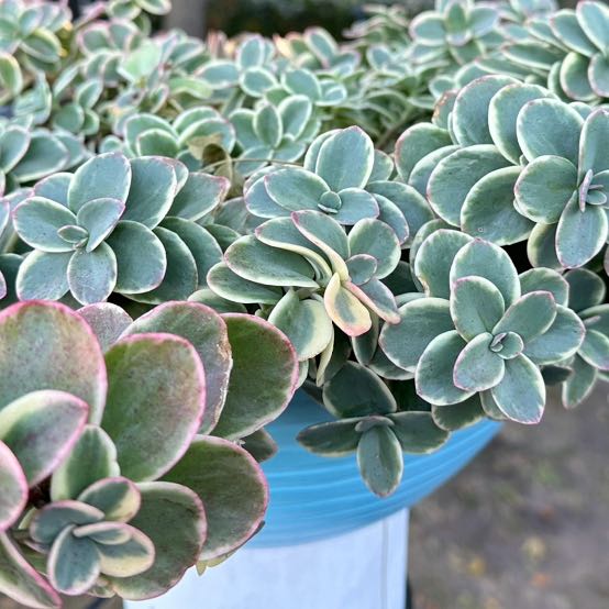 Photo of the plant species Sedum Lime Twister by @FelicitousTawa named Sedum on Greg, the plant care app