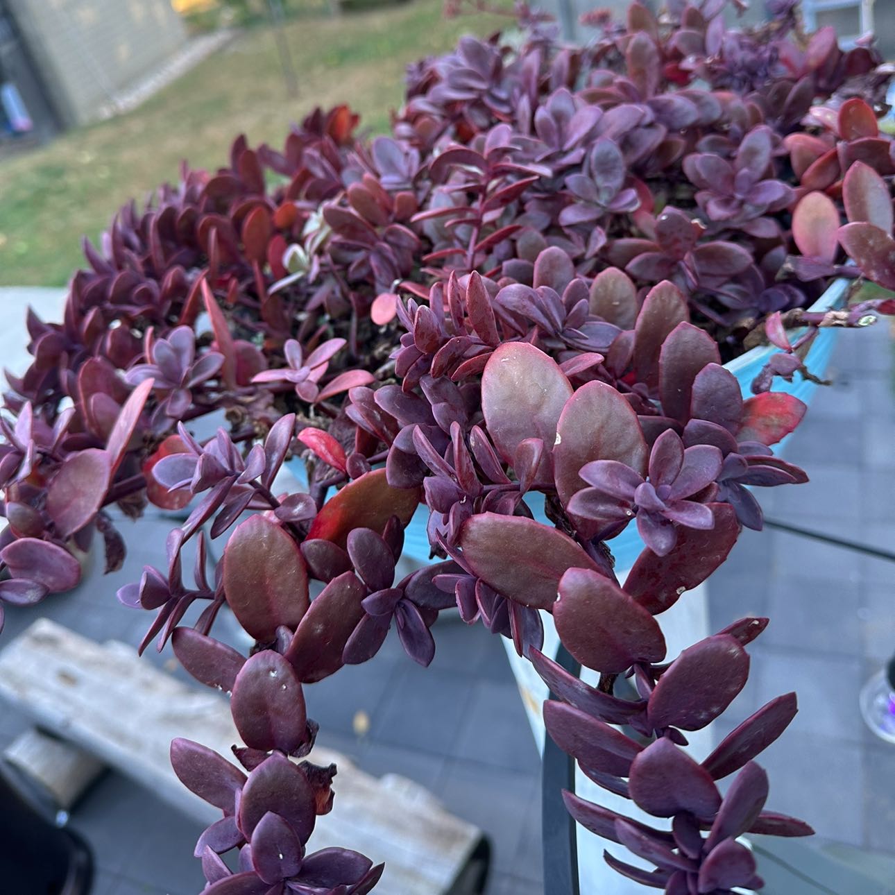 Photo of the plant species sedum by @FelicitousTawa named Leonardo on Greg, the plant care app